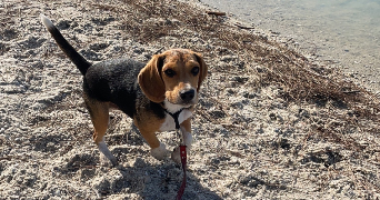 camille pet sitter à BLANQUEFORT 33290_1