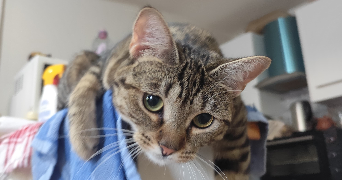 louise pet sitter à ANNECY 74960_3