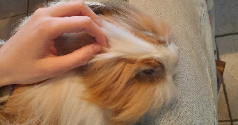 emma pet sitter à RENNES 35000_2