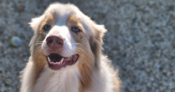 marlene pet sitter à AUNEAU BLEURY ST SYMPHORIEN 28700_96