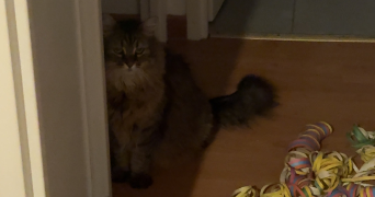 emily pet sitter à MERVILLE 31330_5