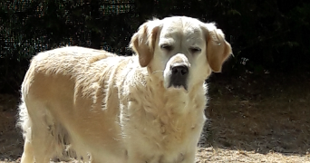 emmy pet sitter à PONTOISE 95300_2