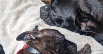elise pet sitter à LOUVERNE 53950_2
