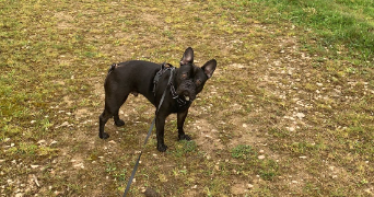 alizé dog sitter à CHERBOURG EN COTENTIN 50130_0