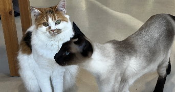 nesrine pet sitter à MONTREUIL 93100_2
