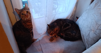 emilie cat sitter à LE HAVRE 76600_1