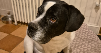 antoine pet sitter à COLOMBES 92700_2