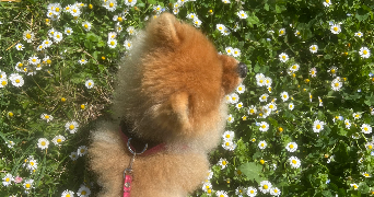 katia pet sitter à VILLEURBANNE 69100_3