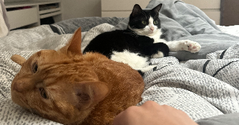 camille pet sitter à NEZEL 78410_5