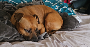 adrien pet sitter à MALAKOFF 92240_1