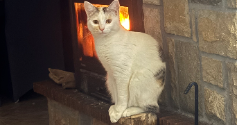 flavie pet sitter à HAGENTHAL LE BAS 68220_4