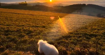 coralie pet sitter à LYON 03 69003