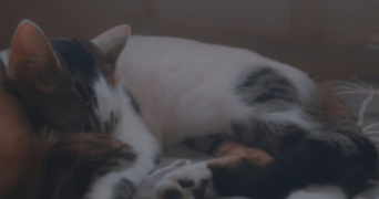 lindsey pet sitter à ST ETIENNE 42000_2