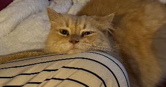 amina pet sitter à PERPIGNAN 66100_1