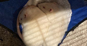 maëva-allison pet sitter à PONTOISE 95300_4