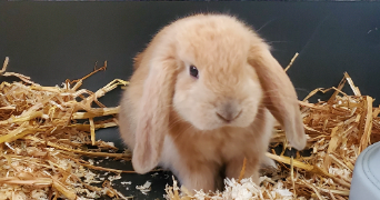 hélène pet sitter à LUDRES 54710_8