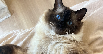 chloé pet sitter à ACIGNE 35690_5