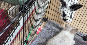 candice pet sitter à FERRIERES EN BRIE 77164_6