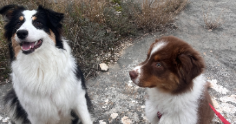 christopher pet sitter à SENAS 13560_1