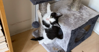 alice pet sitter à VINCENNES 94300_4