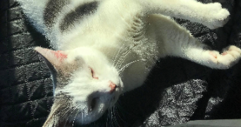 amelie pet sitter à NARBONNE 11100_2