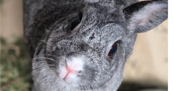 candice pet sitter à FERRIERES EN BRIE 77164_3