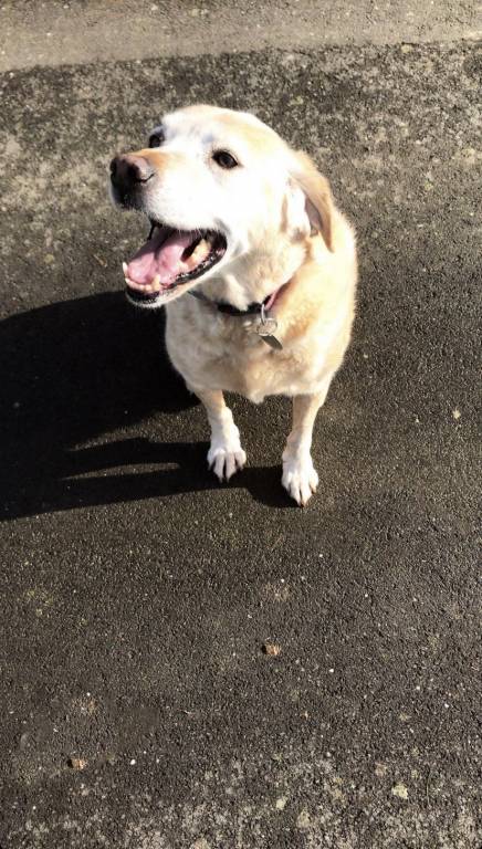 Sarah pet sitter à Les Herbiers 85500_6