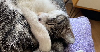 salomé pet sitter à MARSEILLE 01 13001_5