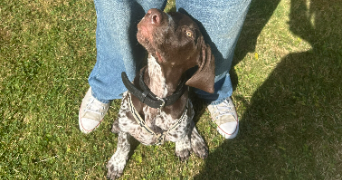 ambre pet sitter à THORIGNY SUR MARNE 77400_2