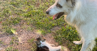 léa pet sitter à MONTROUGE 92120_3