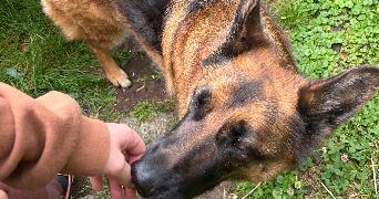 marion pet sitter à LE HAVRE 76620_5