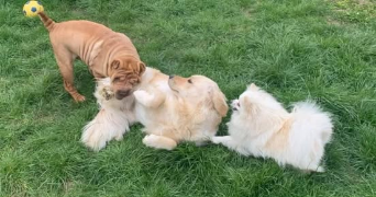 cathy pet sitter à Lillers 62190_5