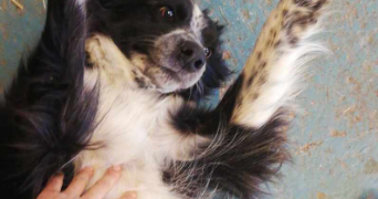 rachelle pet sitter à BOIS COLOMBES 92270_3