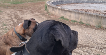 francis pet sitter à DURAVEL 46700_2