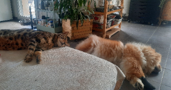 sandrine pet sitter à BRIGNAIS 69530_1