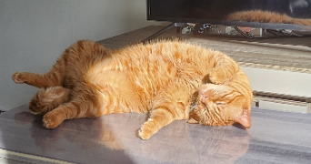 amandine cat sitter à BEGLES 33130_1