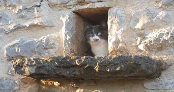 lucie pet sitter à Flaujac Gare 46320_1