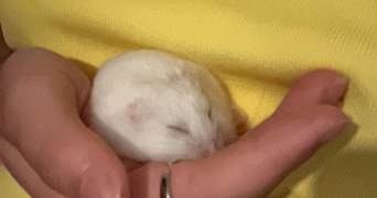 mathilde et florian  pet sitter à RENNES 35000_3