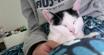 lola pet sitter à BORDEAUX 33300_3