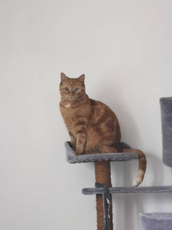 karen pet sitter à ST JAMES 50240_1