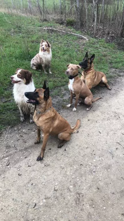 Angelique  pet sitter à Cheptainville 91630