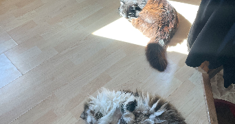 stella pet sitter à DAMPMART 77400_2