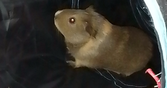 océane pet sitter à La loupe 28240_7