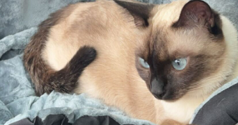 océane pet sitter à LE PIAN MEDOC 33290_2