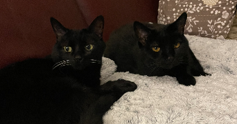 jade pet sitter à TOULON 83200_0