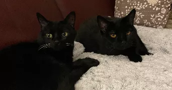 jade pet sitter à TOULON 83200
