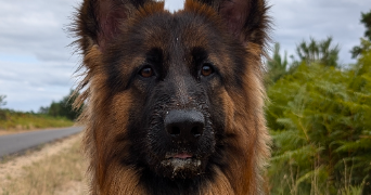 manon pet sitter à GUJAN MESTRAS 33470_2