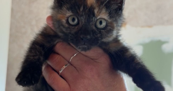 julie pet sitter à LYON 03 69003_4