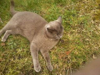 catherine pet sitter à Auray 56400_6