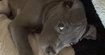 julie pet sitter à BESANCON 25000_2